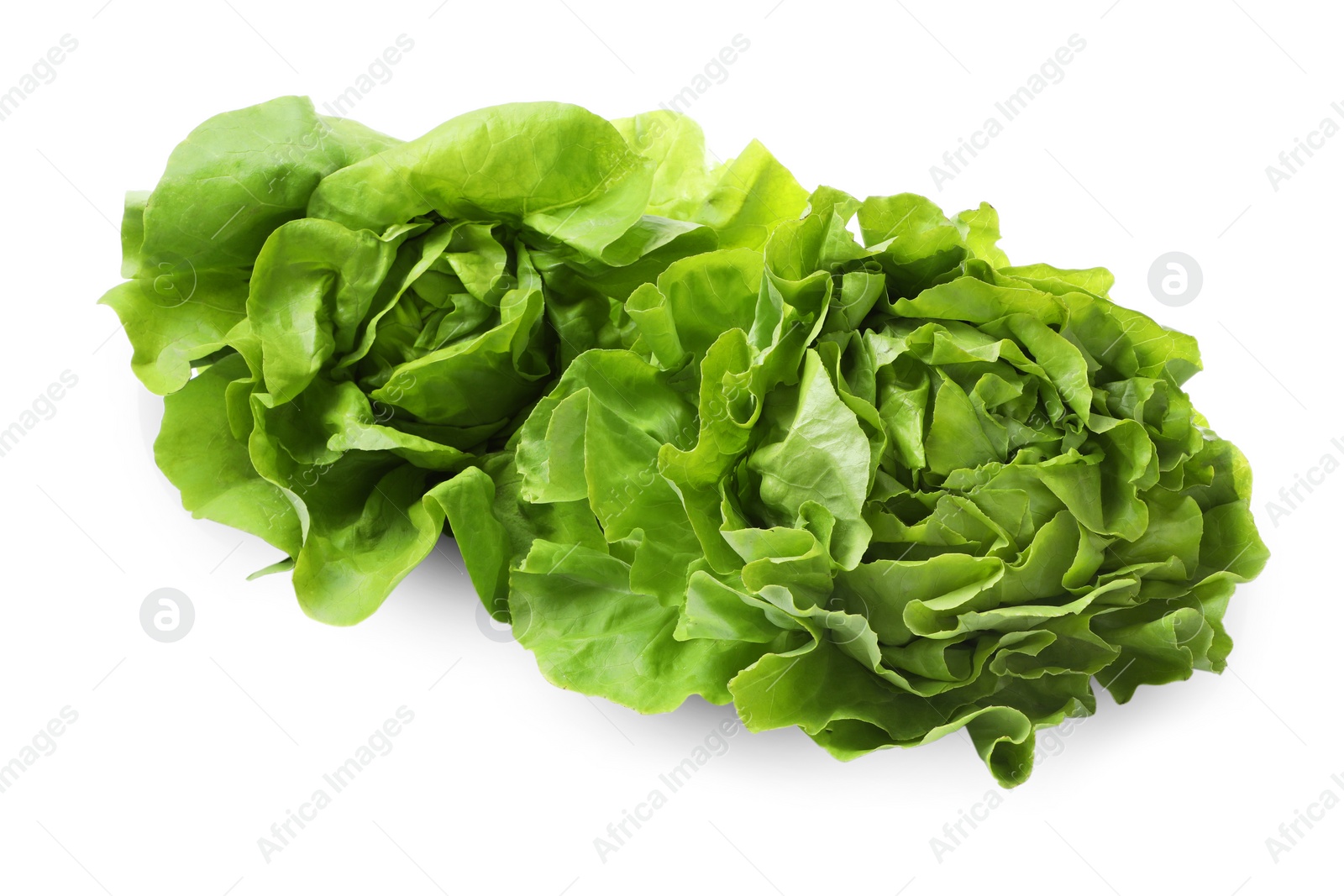 Photo of Fresh green butter lettuce heads isolated on white