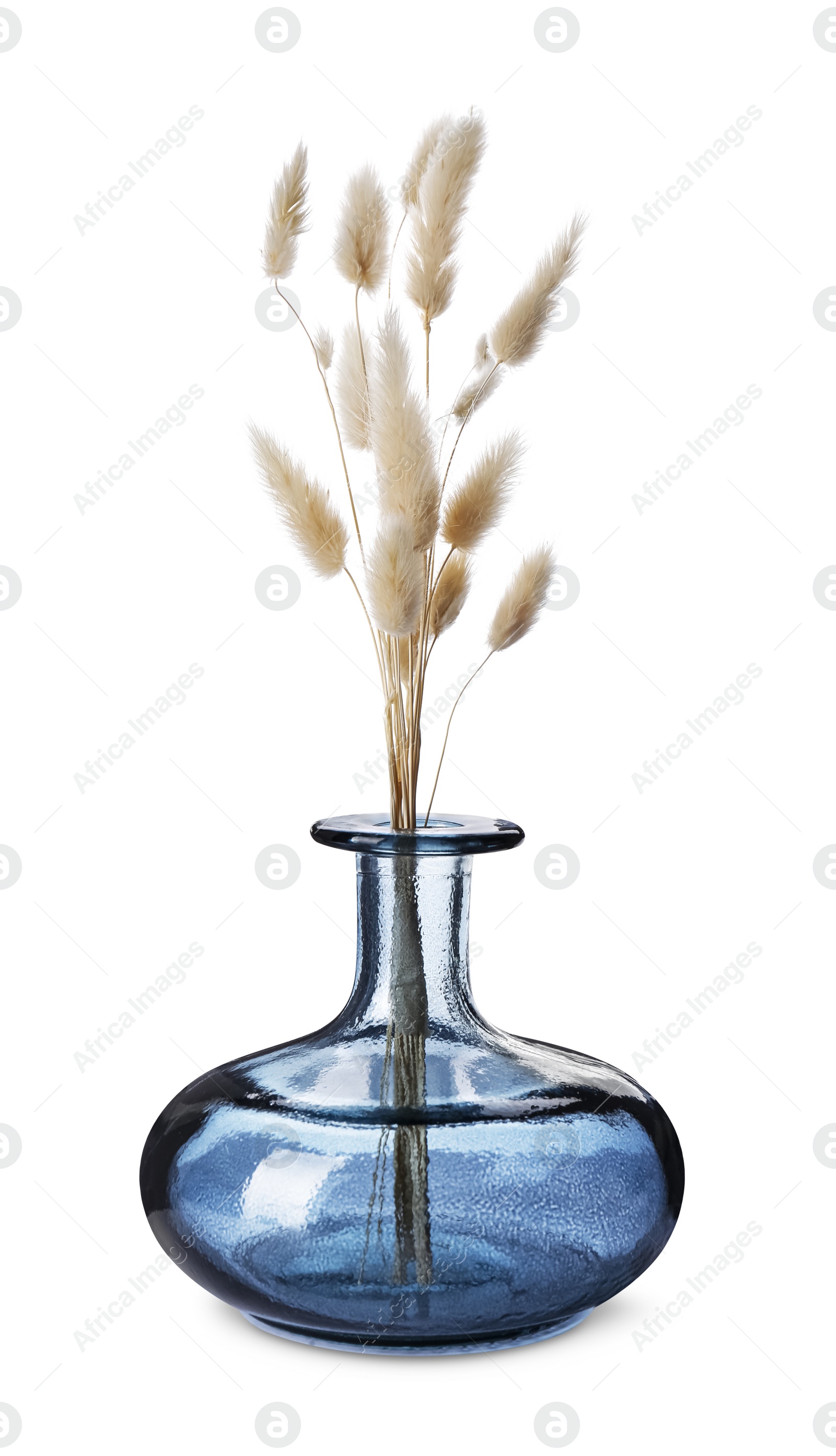 Photo of Beautiful blue vase with decorative dry fluffy plants isolated on white