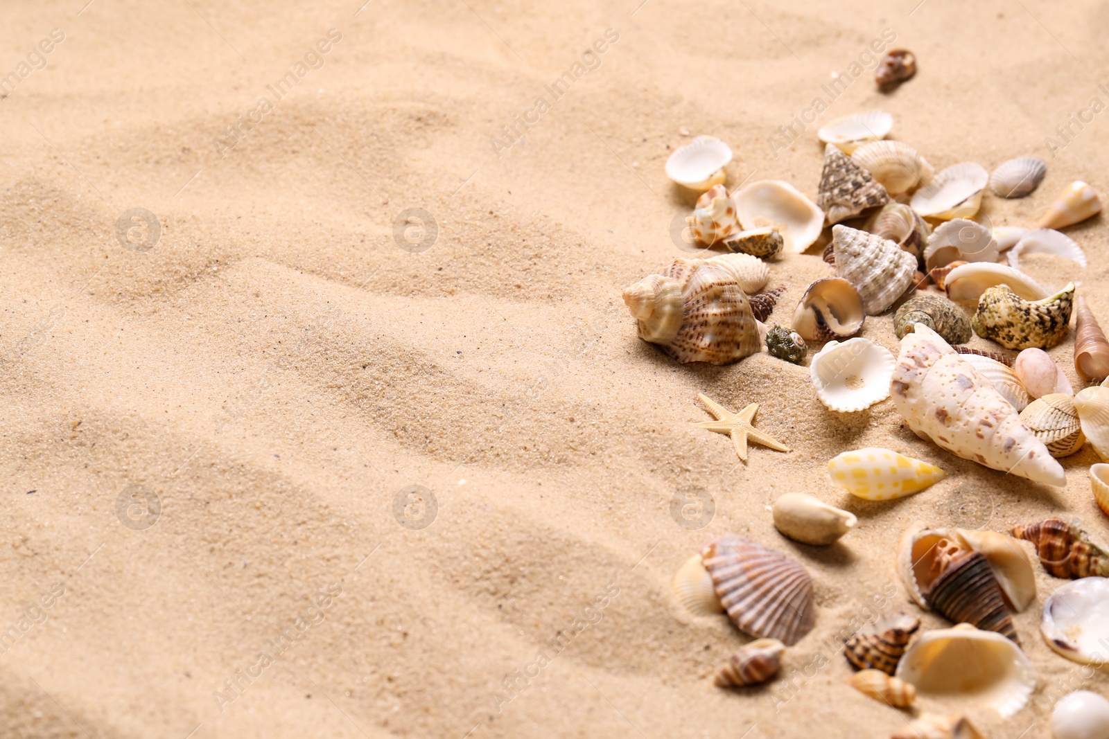 Photo of Beautiful seashells and starfish on beach sand, space for text. Summer vacation