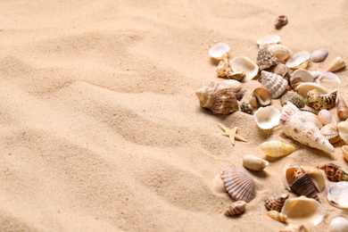 Photo of Beautiful seashells and starfish on beach sand, space for text. Summer vacation