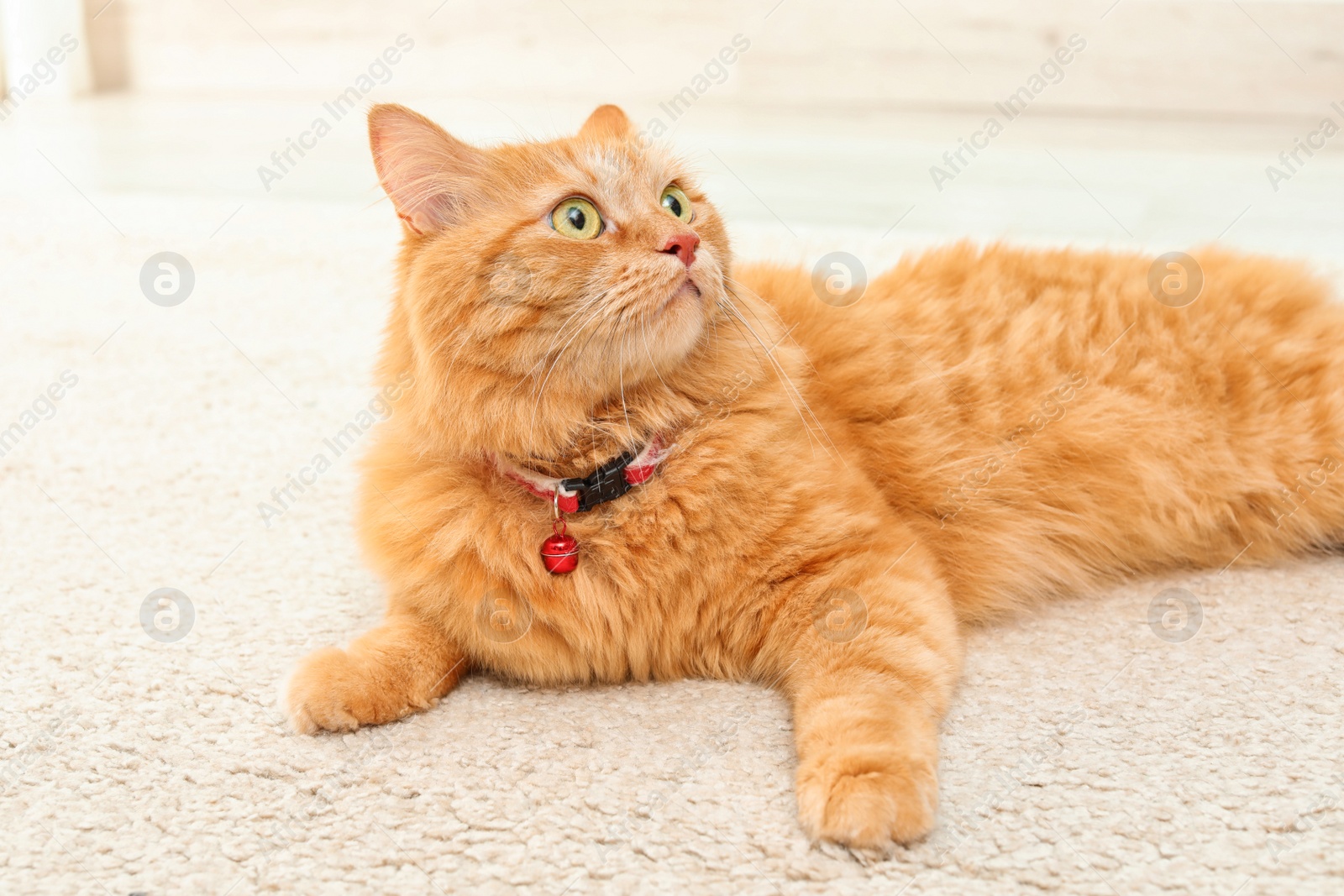 Photo of Adorable red cat lying on carpet indoors