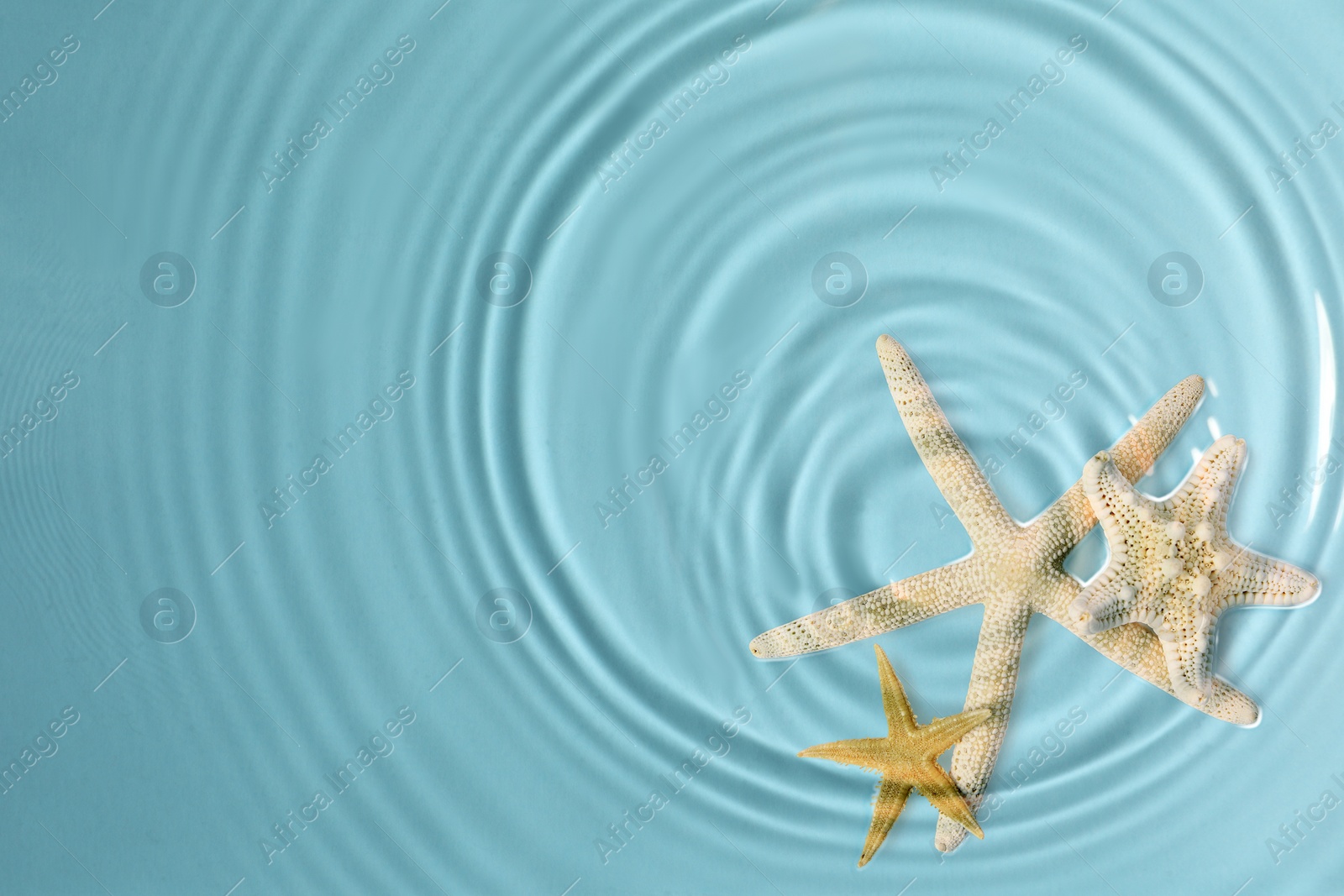 Image of Starfishes washed by sea water, top view. Space for text