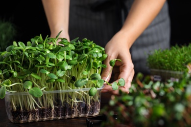 Photo of Woman taking care of microgreen at wooden table, closeup