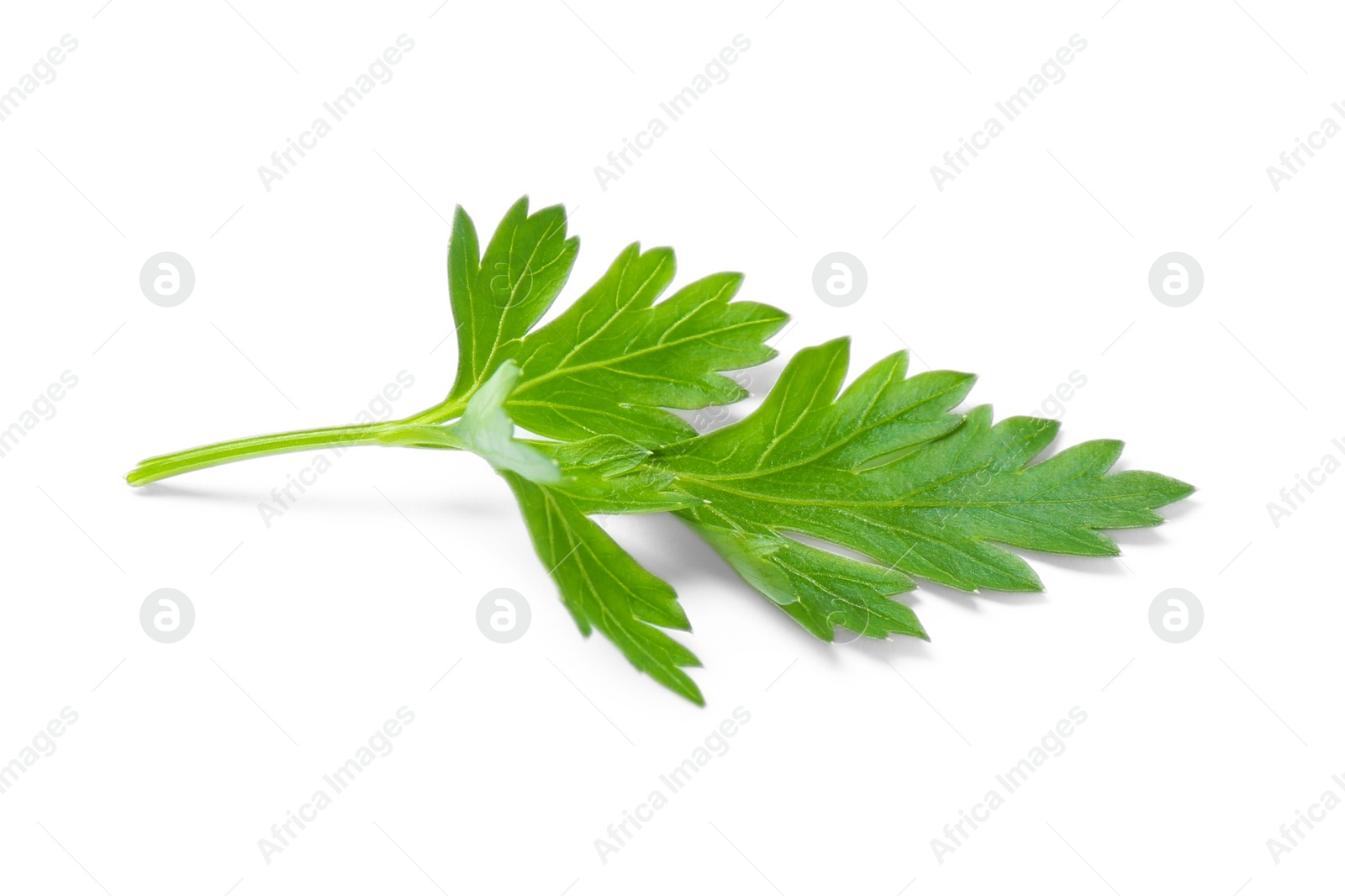 Photo of Fresh green organic parsley on white background