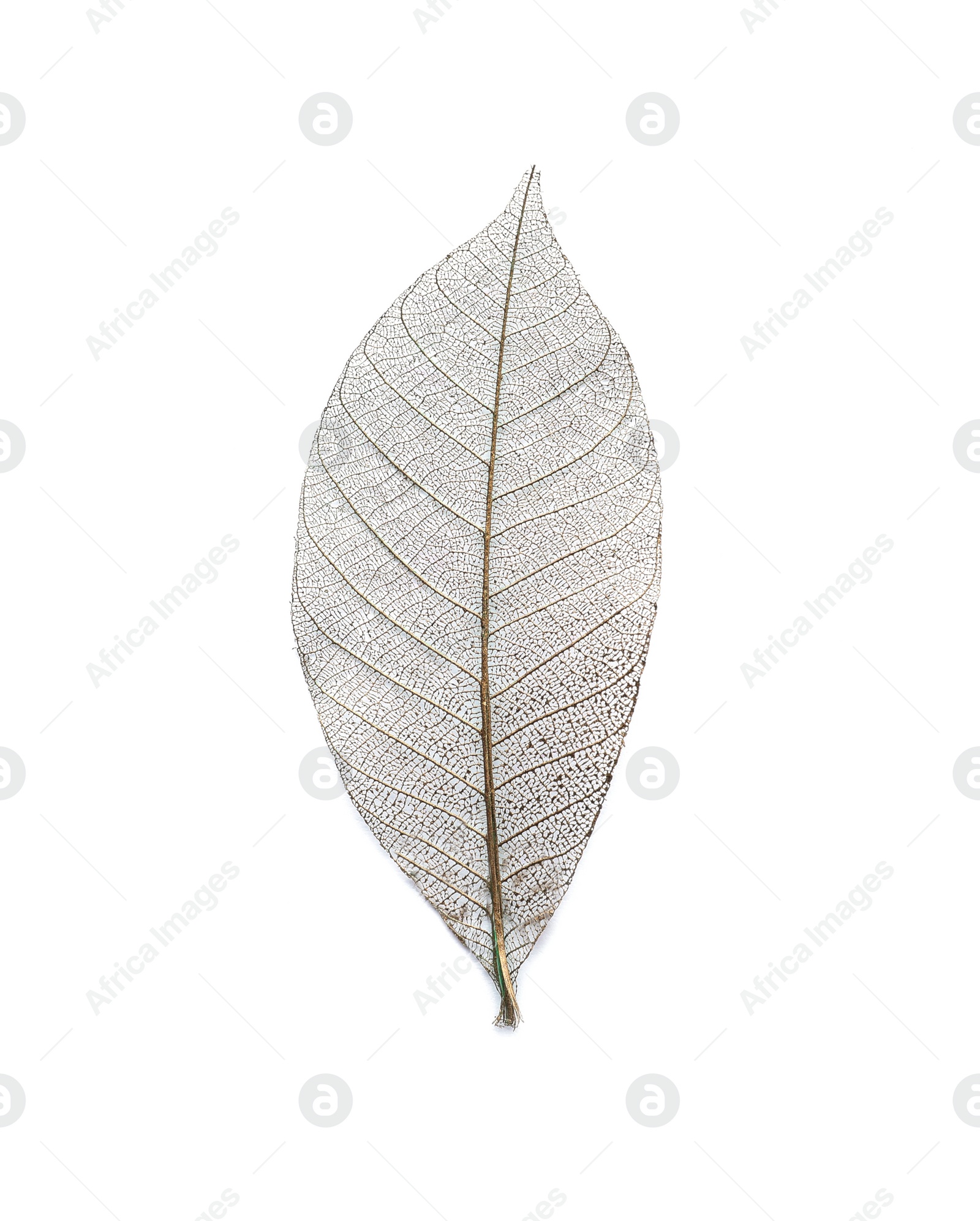 Photo of Beautiful decorative skeleton leaf on white background