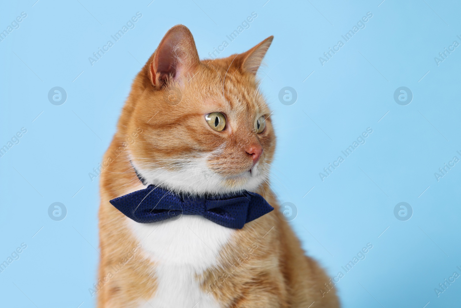 Photo of Cute cat with bow tie on light blue background