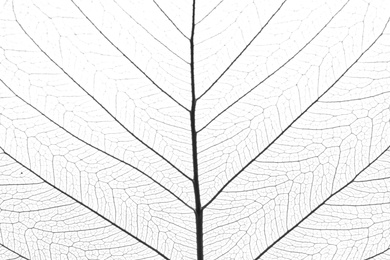 Photo of Closeup view of beautiful decorative skeleton leaf