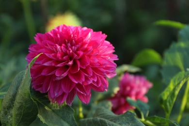 Beautiful blooming pink dahlia flower outdoors on sunny day