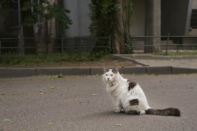 Lonely stray cat sitting on asphalt road outdoors, space for text