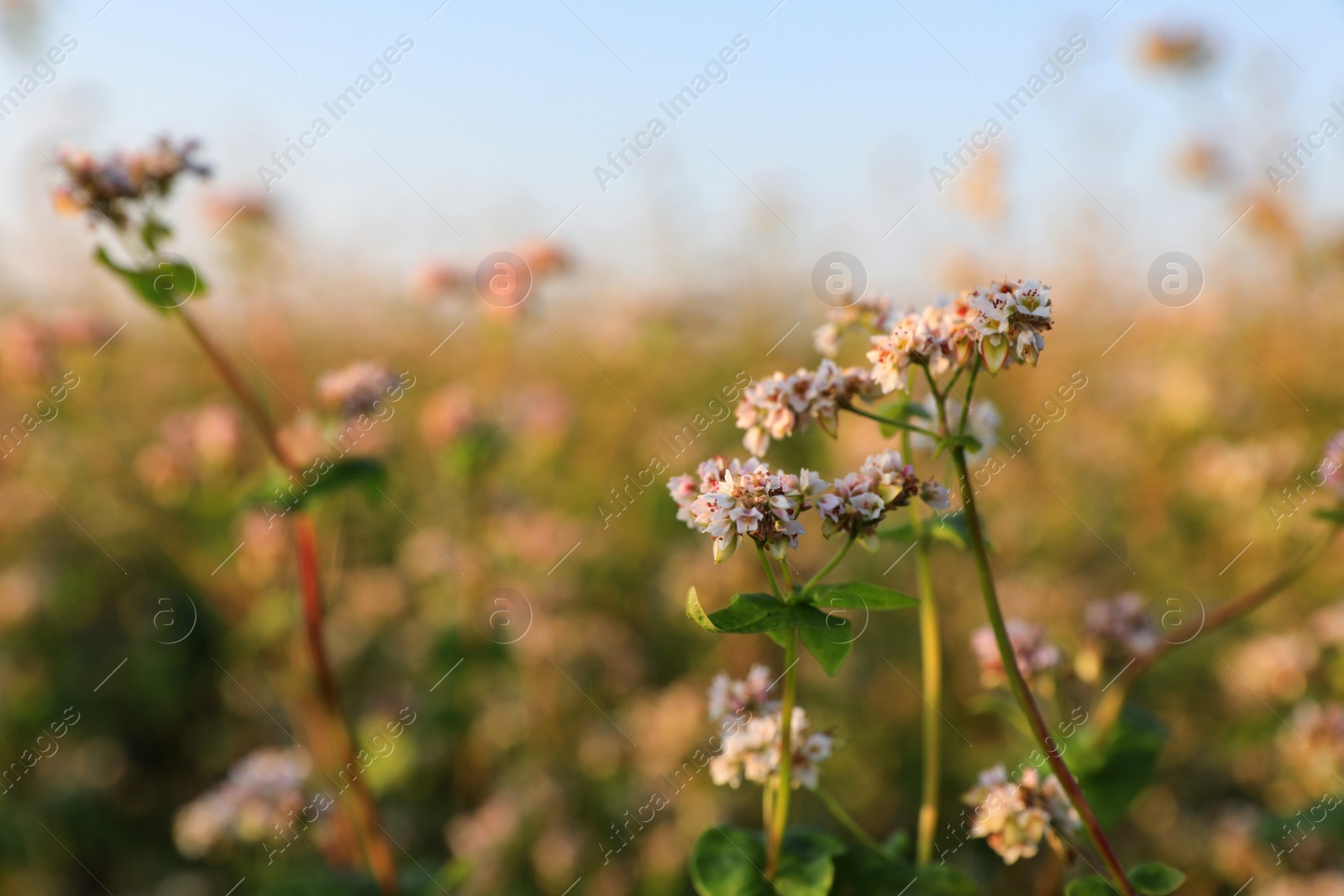 Photo of Beautiful blossoming buckwheat field on sunny day, closeup view