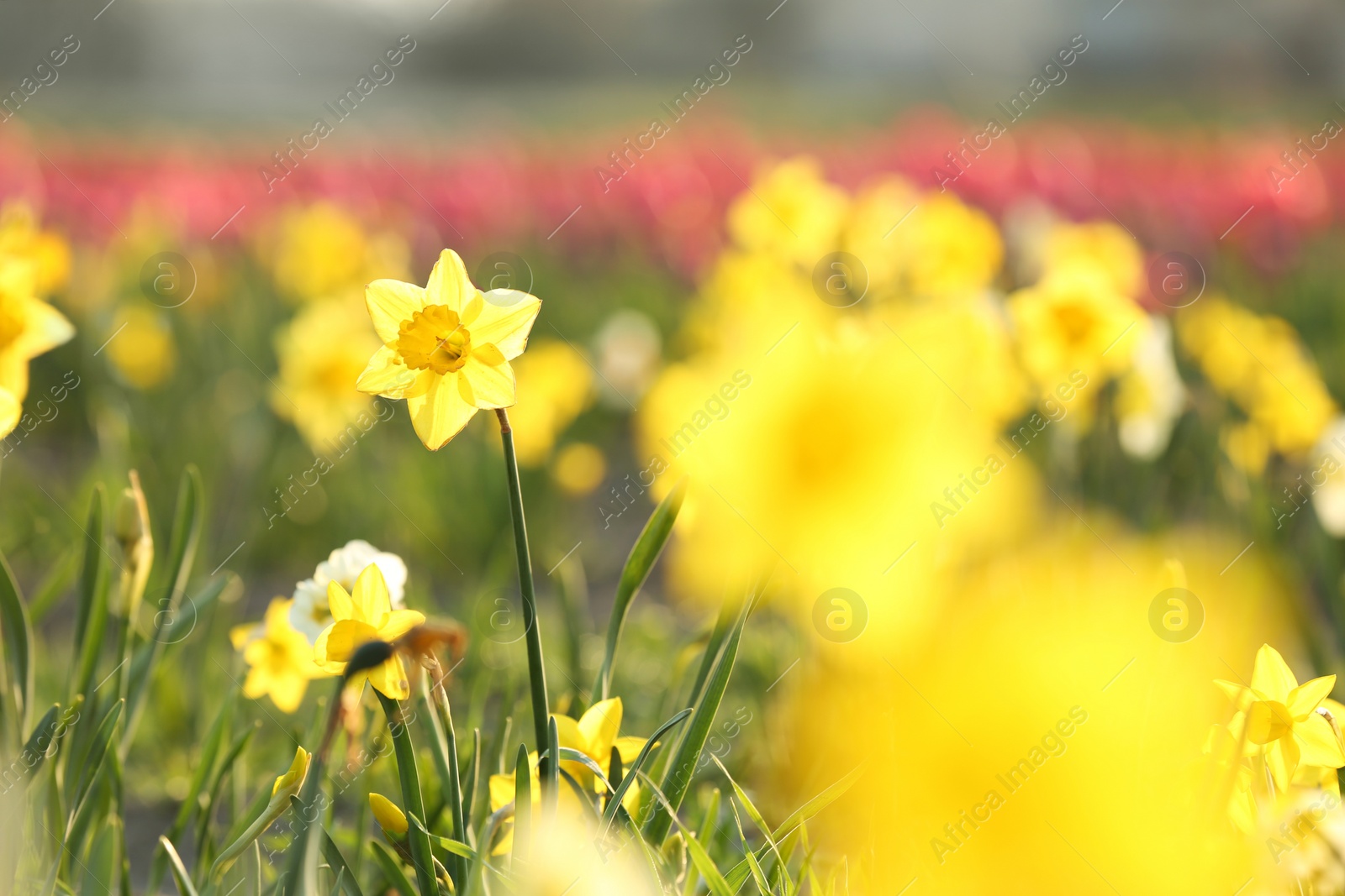 Photo of Field with fresh beautiful narcissus flowers on sunny day