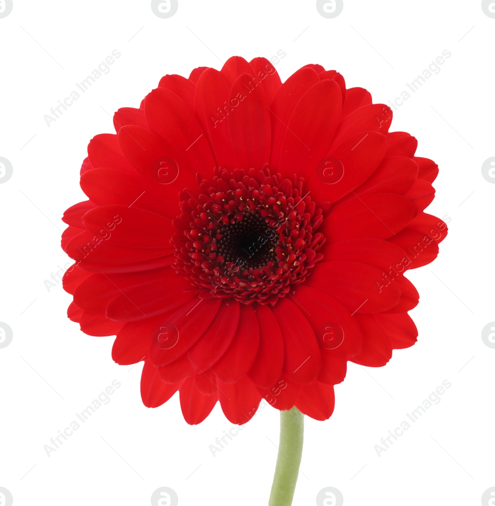 Photo of Beautiful red gerbera flower isolated on white