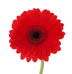 Beautiful red gerbera flower isolated on white