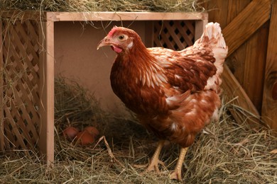 Photo of Beautiful chicken near nesting box with eggs in henhouse