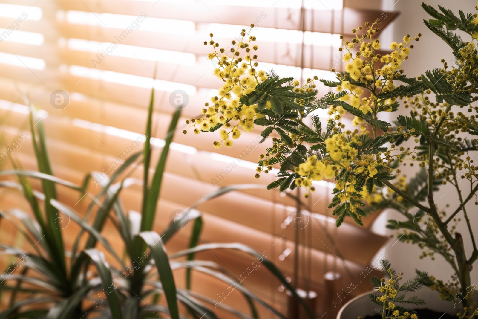 Photo of Beautiful potted mimosa plant in room, closeup. Space for text