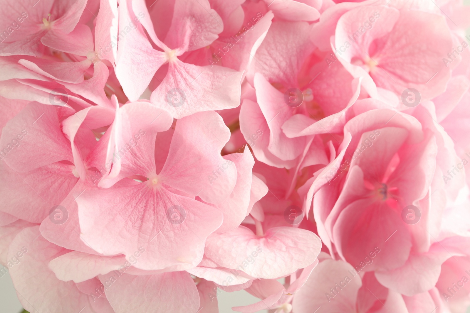 Photo of Beautiful pink hortensia flowers as background, closeup