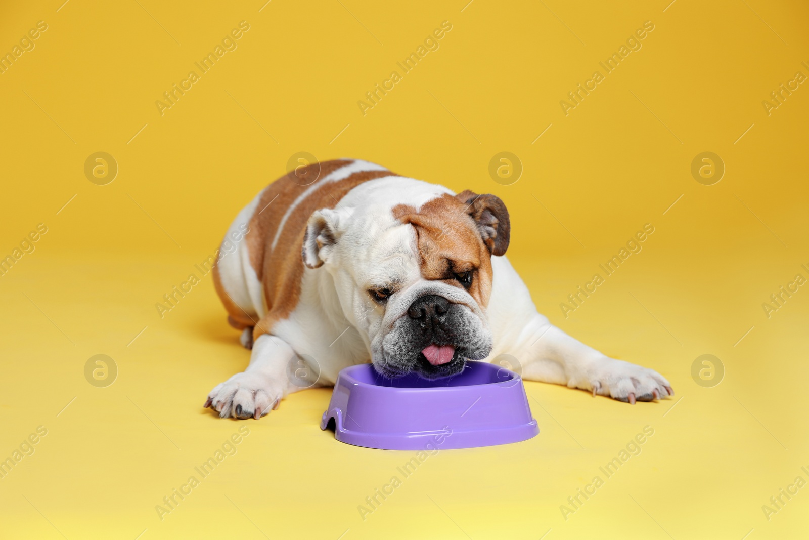 Photo of Adorable funny English bulldog with feeding bowl on yellow background