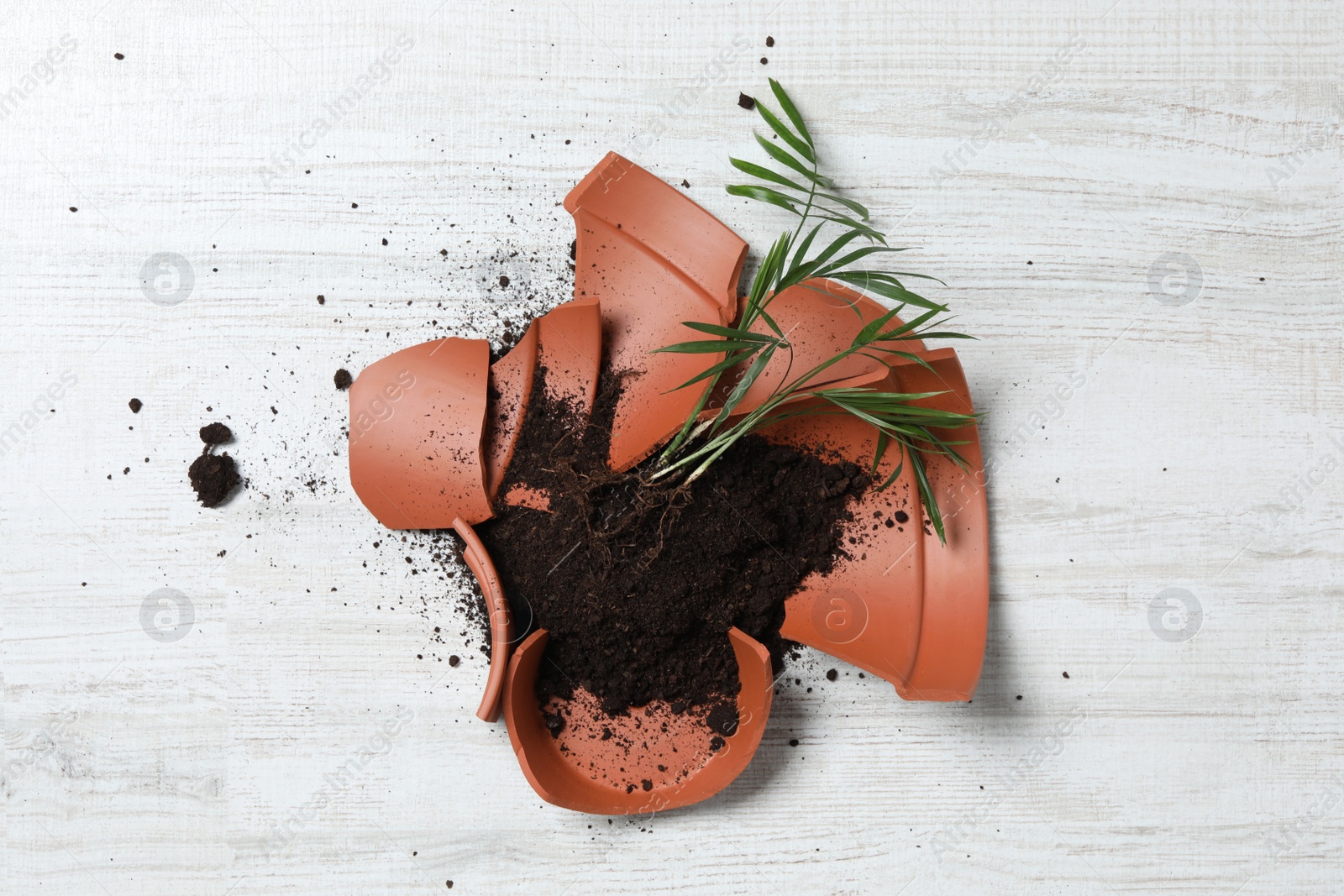 Photo of Broken terracotta flower pot with soil and plant on white wooden floor, flat lay