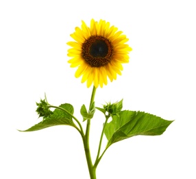 Photo of Beautiful bright yellow sunflower on white background