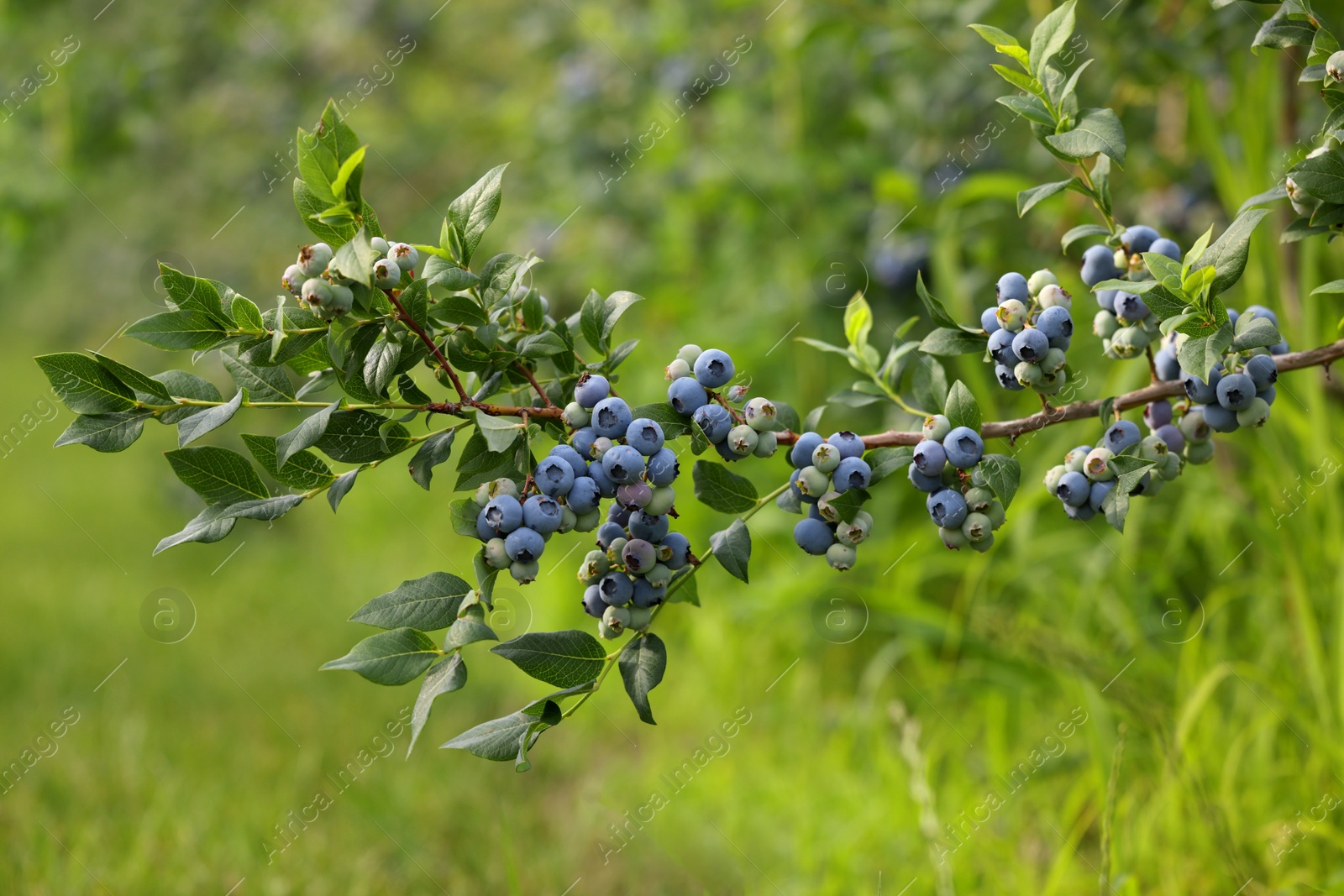 Photo of Bush of wild blueberry with berries growing outdoors