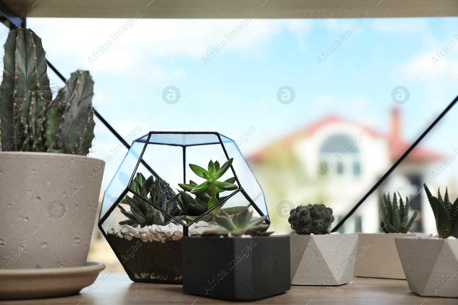 Photo of Different evergreen plants on shelf near window at home