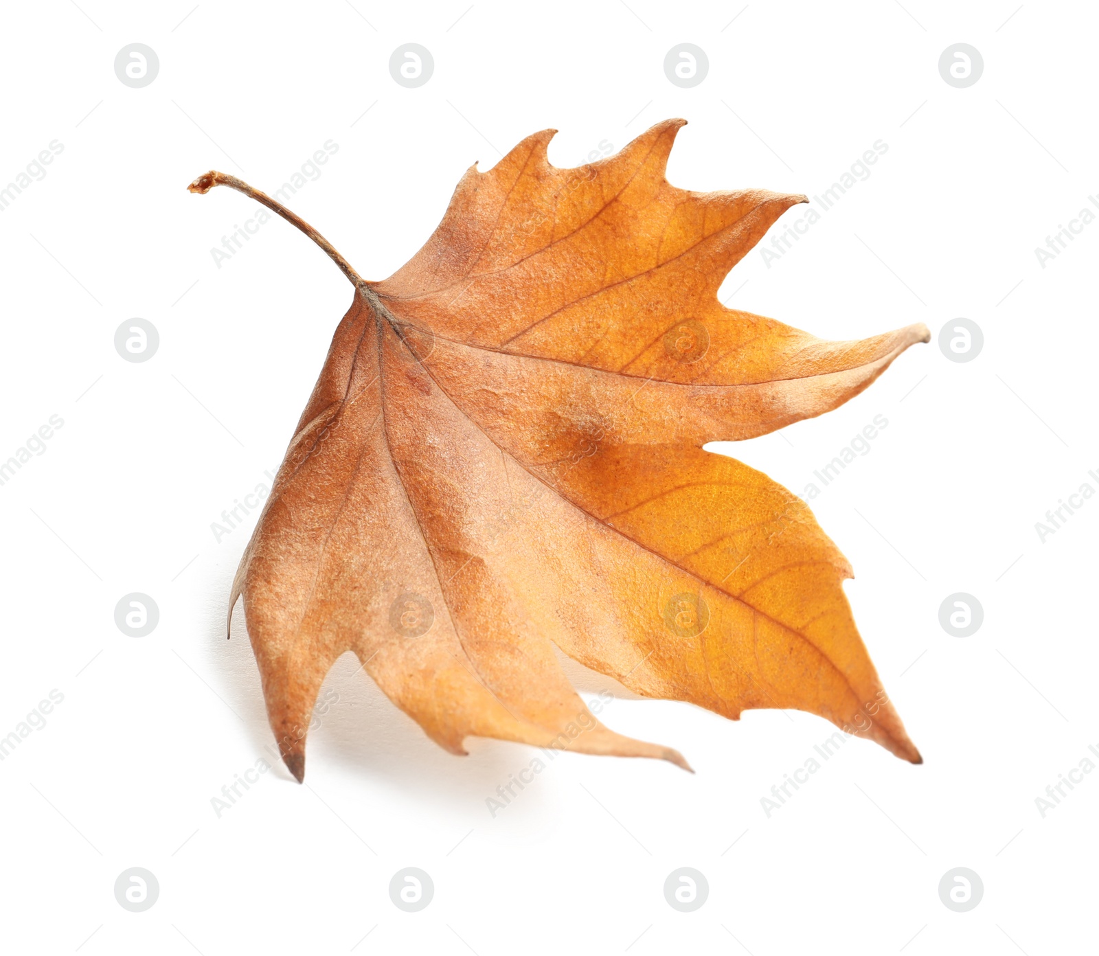 Photo of Beautiful autumn leaf on white background. Fall foliage