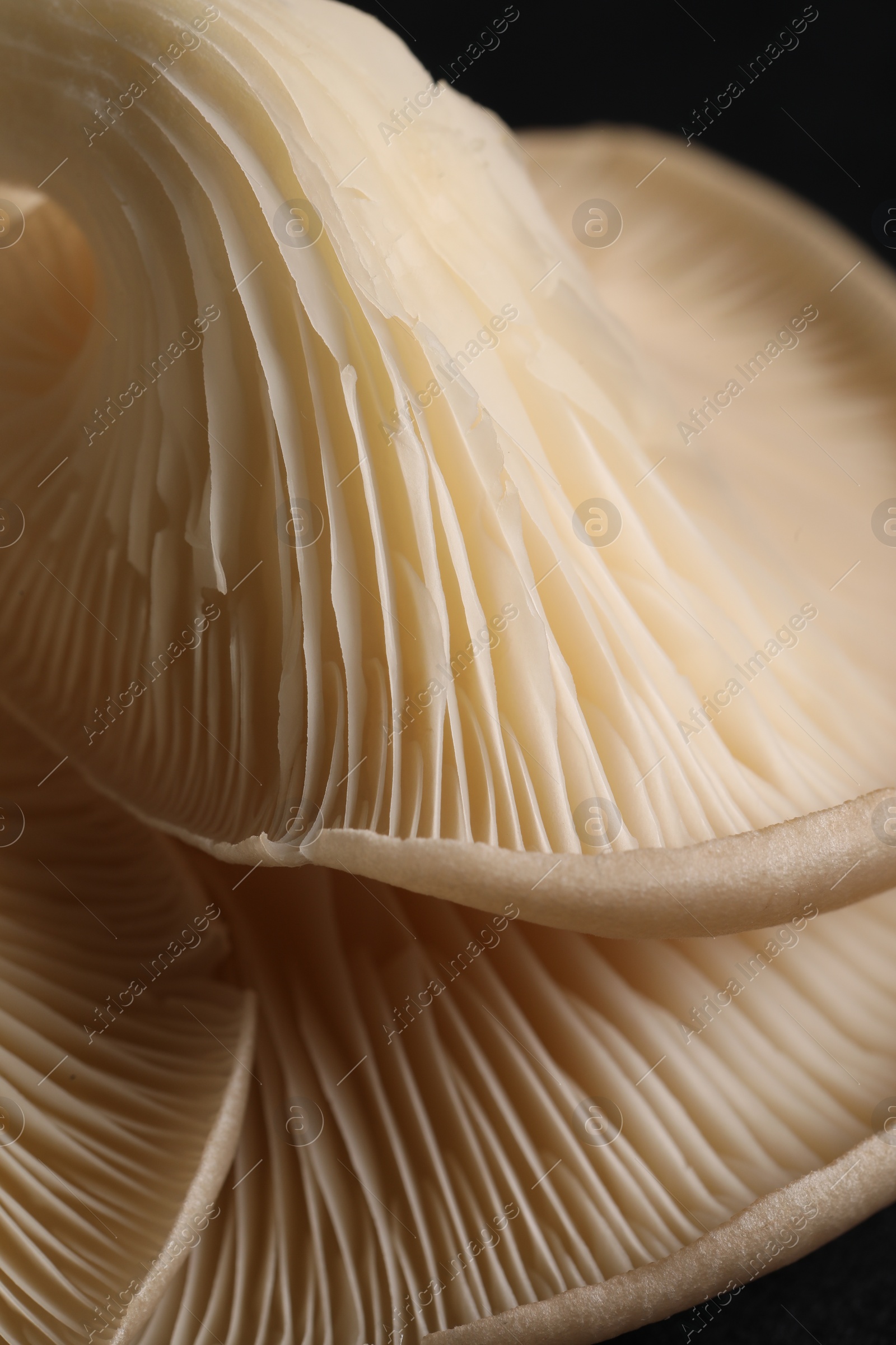 Photo of Macro view of fresh oyster mushrooms as background