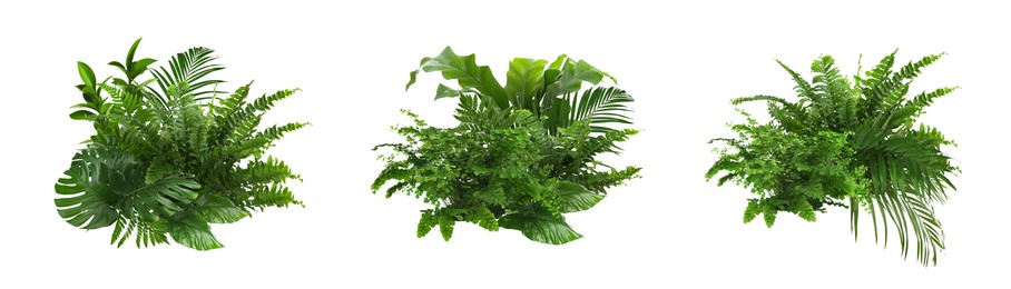 Image of Beautiful composition with fern and other tropical leaves on white background, collage. Banner design