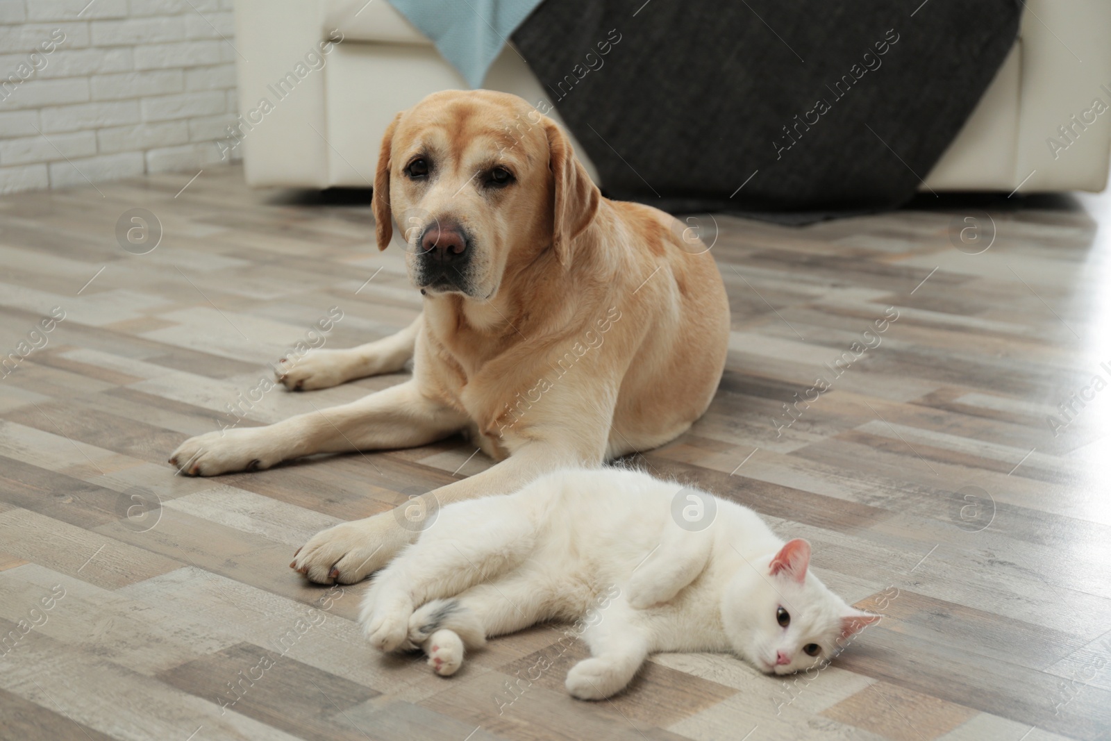 Photo of Adorable dog and cat together at home. Friends forever