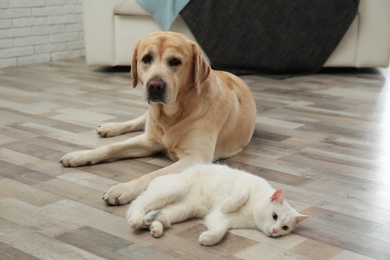 Adorable dog and cat together at home. Friends forever