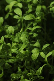 Fresh arugula microgreen with water drops growing on dark background, closeup