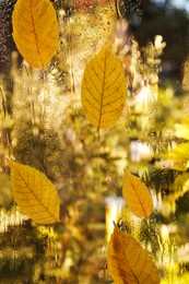 Photo of Beautiful view of dry golden leaves on wet window. Autumn atmosphere