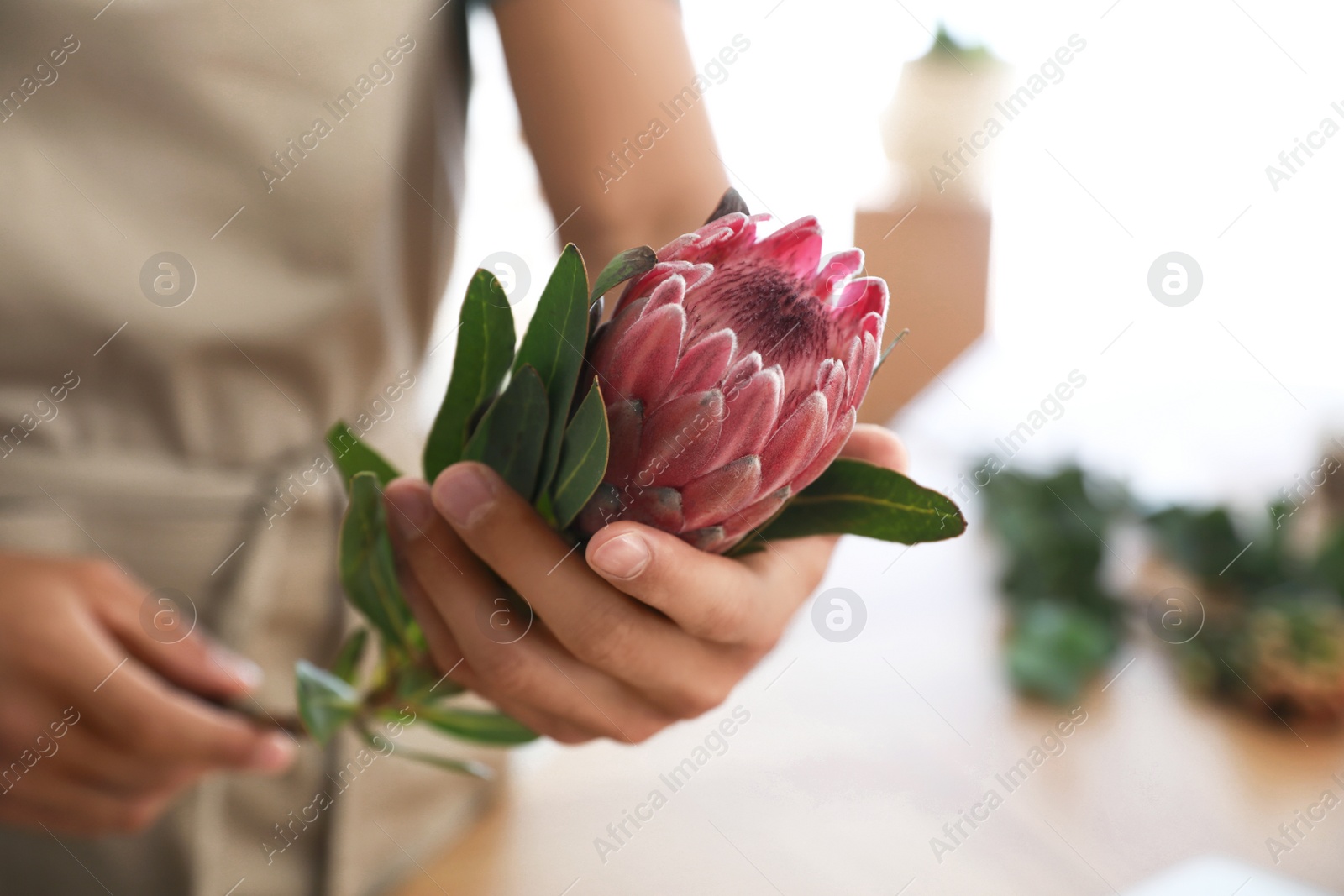 Photo of Florist with beautiful protea flower in workshop, closeup