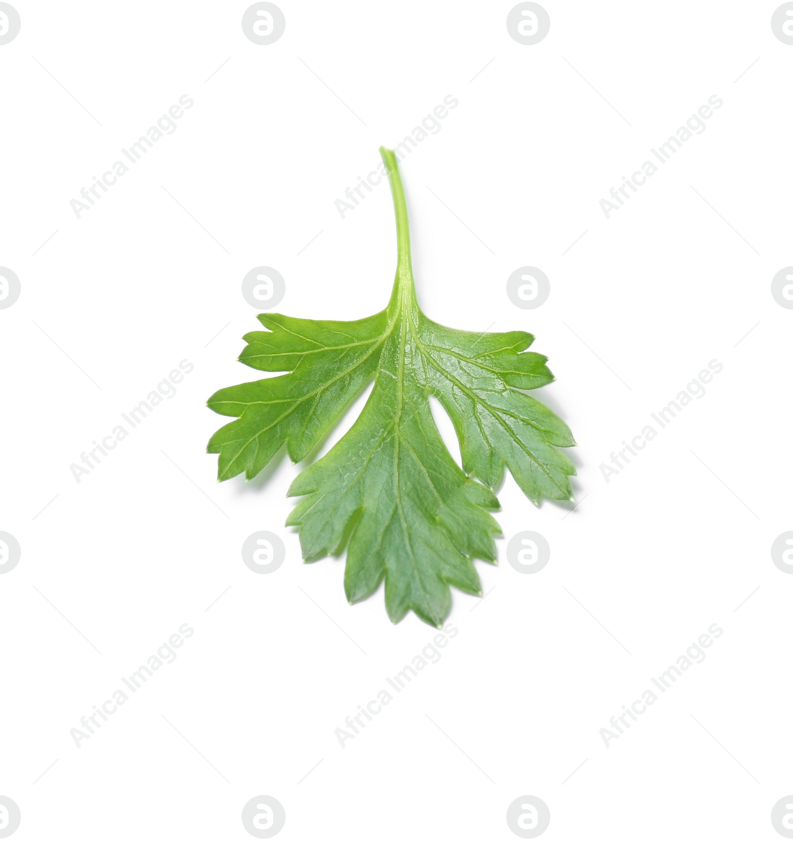 Photo of Fresh green organic parsley on white background