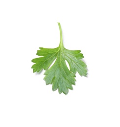 Fresh green organic parsley on white background