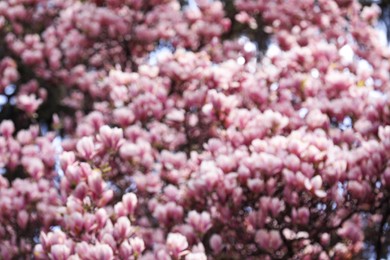 Blurred view of beautiful tree with pink blossom outdoors. Bokeh effect