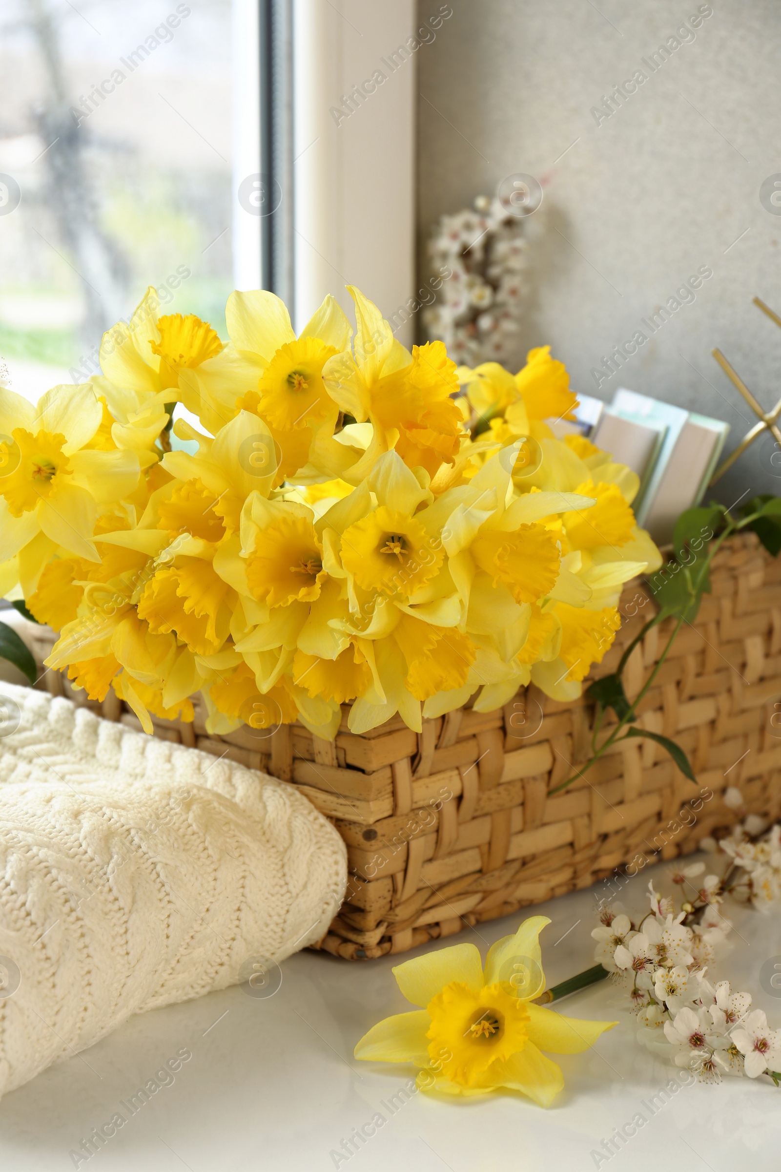 Photo of Beautiful yellow daffodils, plum tree branch and wicker basket on windowsill