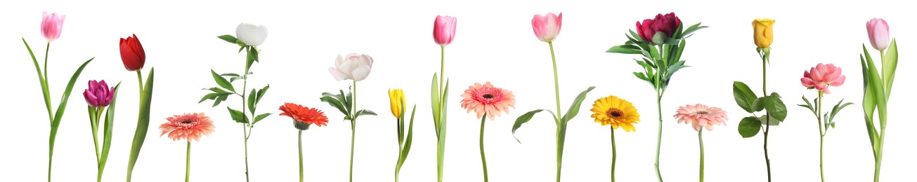 Image of Different beautiful flowers isolated on white, set