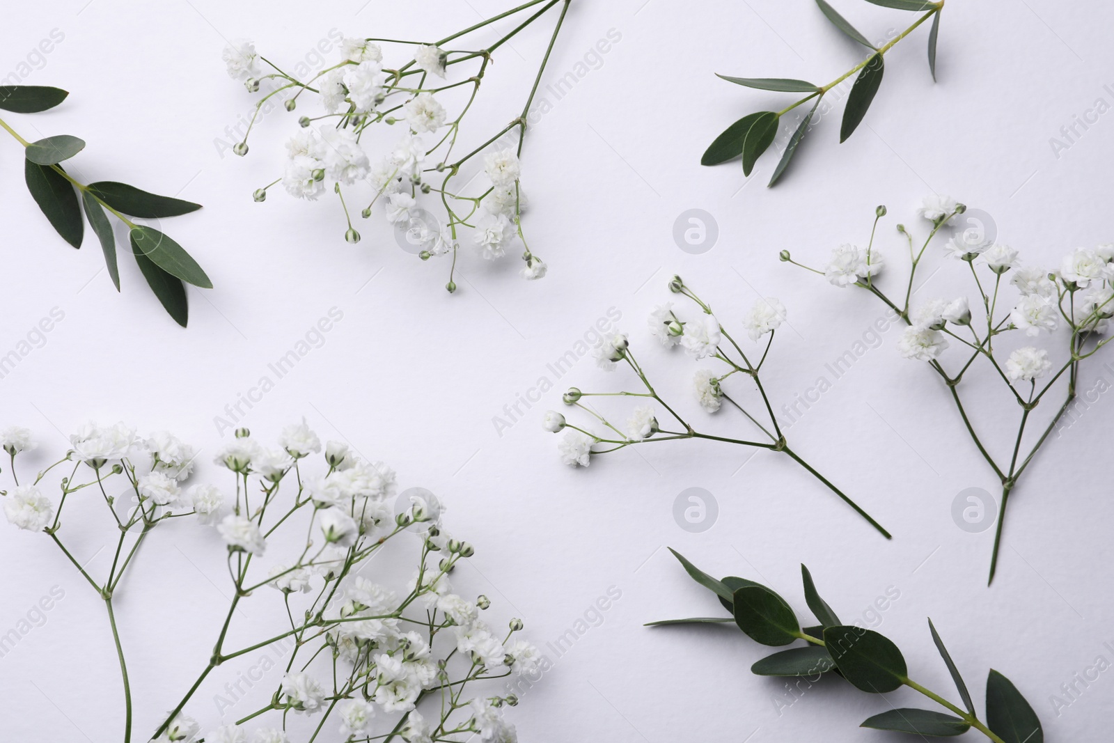 Photo of Beautiful gypsophila and eucalyptus on white background, flat lay