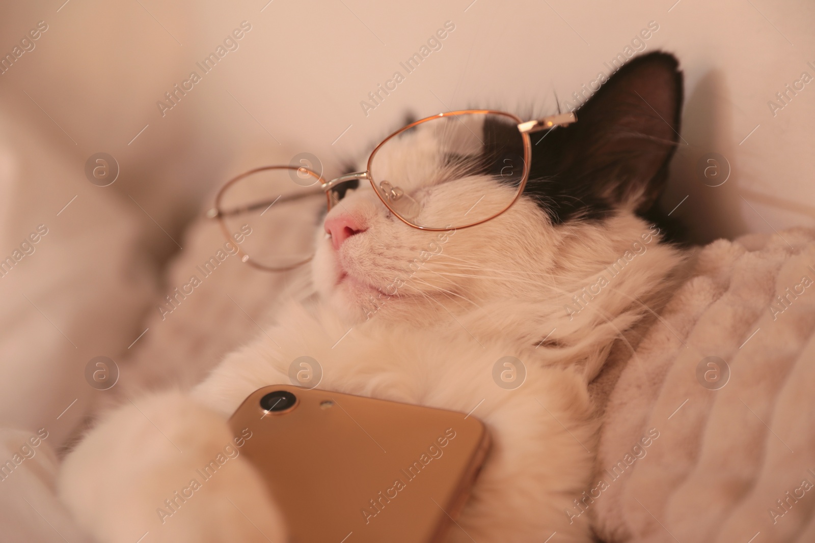 Photo of Cute cat with glasses and smartphone sleeping on bed at home, closeup