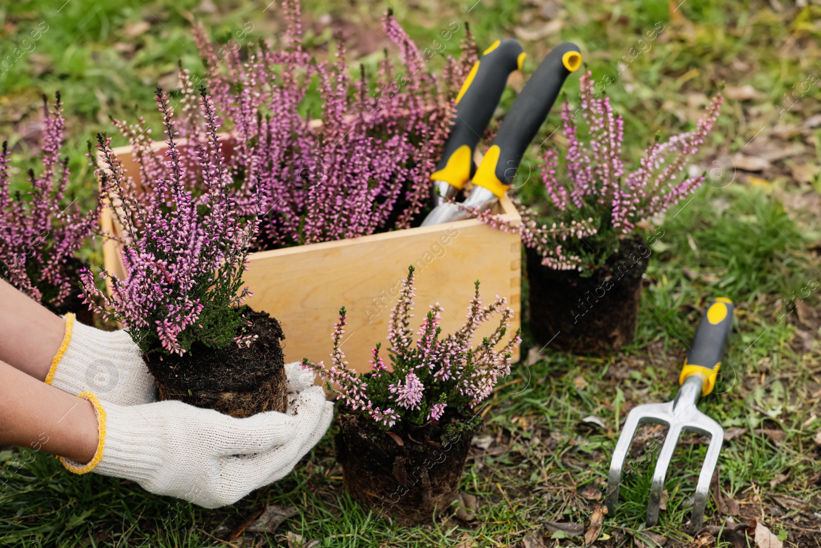 Photo of Woman with flowering heather shrubs, wooden crate and gardening tools outdoors, closeup