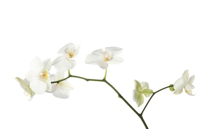 Branch with beautiful orchid flowers on white background. Tropical plant