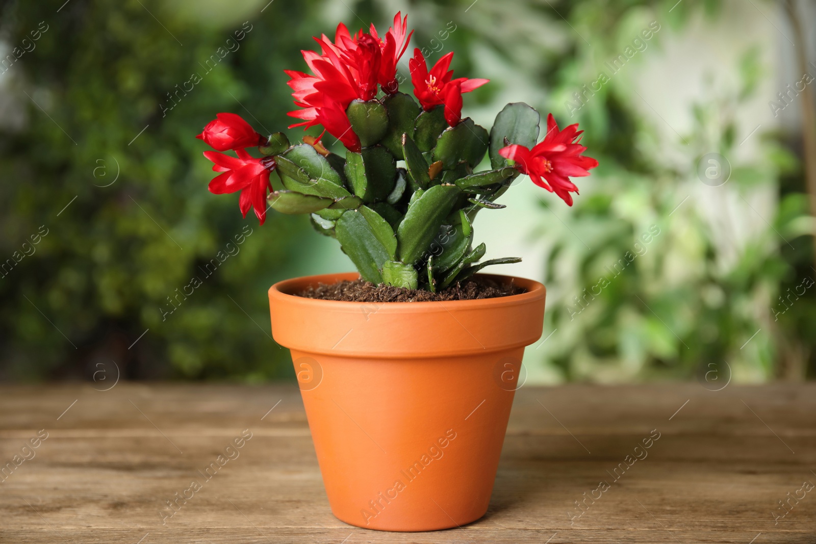 Photo of Beautiful blooming Schlumbergera (Christmas or Thanksgiving cactus) in pot on wooden table