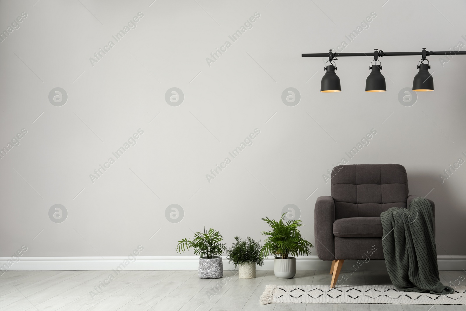 Photo of Soft armchair and plants on floor near wall in room, space for text. Interior design