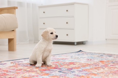 Photo of Cute little puppy on carpet indoors. Space for text