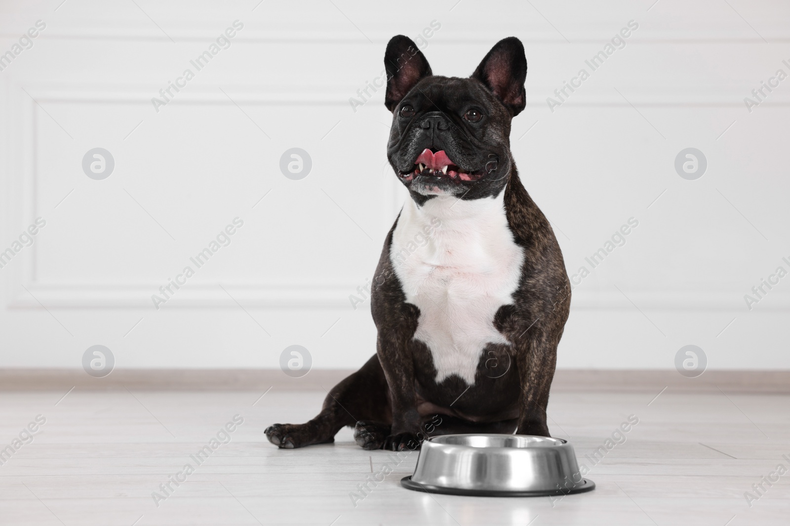 Photo of Adorable French Bulldog near bowl indoors. Lovely pet