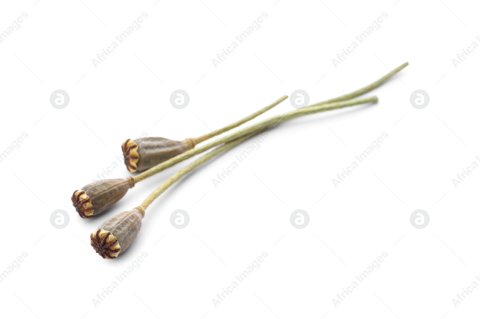 Photo of Dry poppyheads with seeds on white background