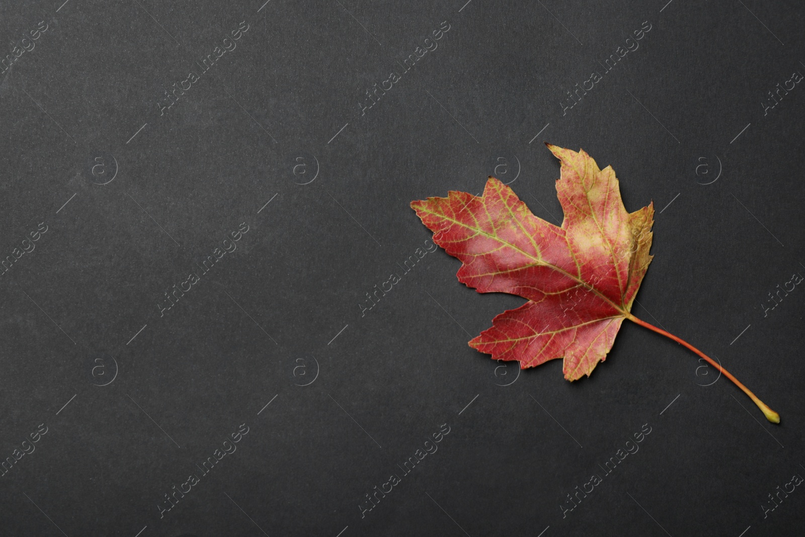 Photo of Beautiful autumn leaf on black background, top view. Space for text