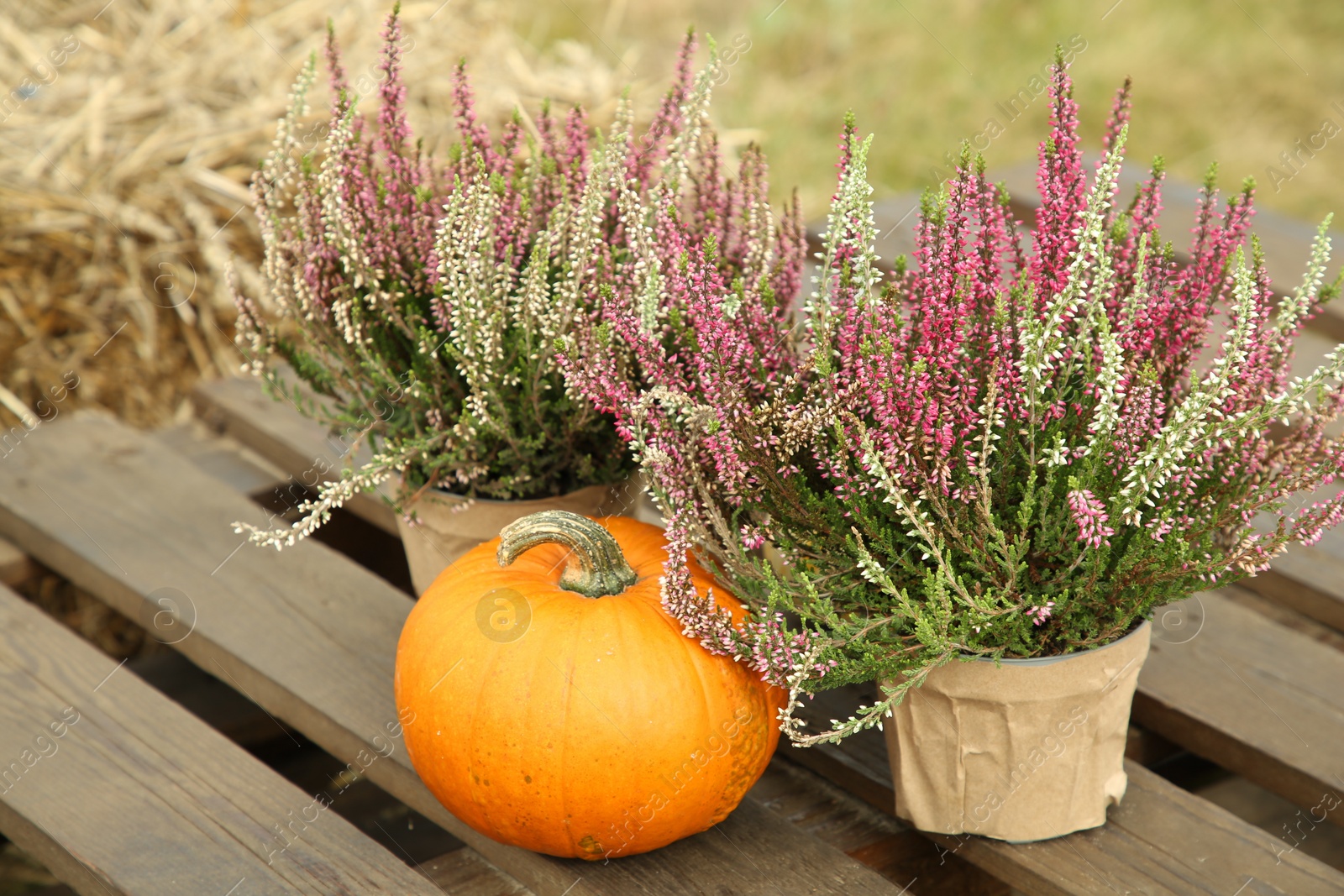 Photo of Beautiful heather flowers in pots and pumpkin on wooden pallet outdoors