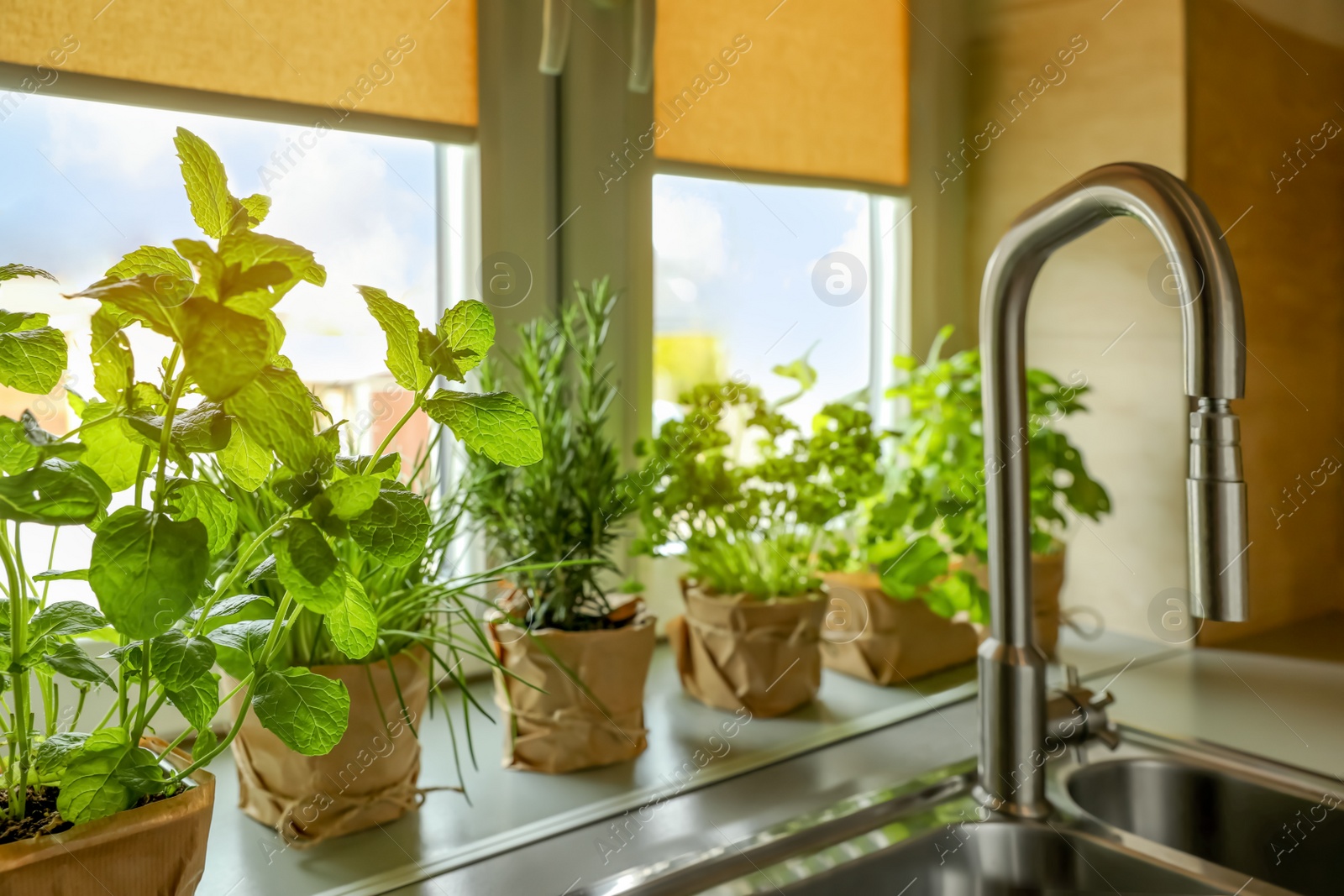 Photo of Different aromatic potted herbs on window sill near kitchen sink